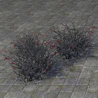 bushes_withered_cluster