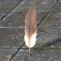 common_quill_feather