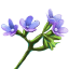 crafting_flower_vipers_bugloss_r1.png