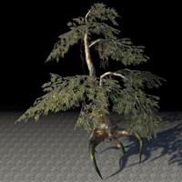 fabricant_tree_beryl_cypress
