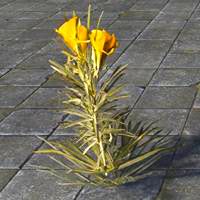 flower_yellow_oleander