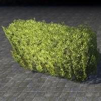hedge_dense_low_wall