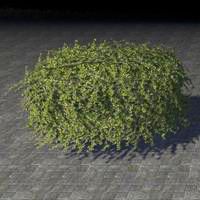 hedge_overgrown