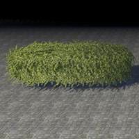 hedge_overgrown_long