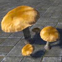 mushrooms_bruising_webcap
