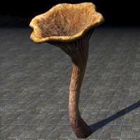 mushrooms_tall_chanterelle