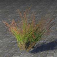 plant_redtop_grass