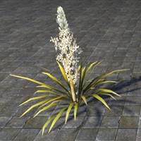 plant_tall_flowering_yucca