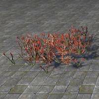 plants_ruby_glasswort_patch