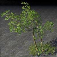 saplings_fragile_autumn_birch