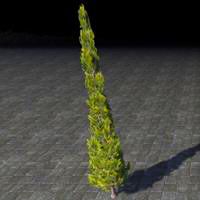 topiary_fragile_cypress