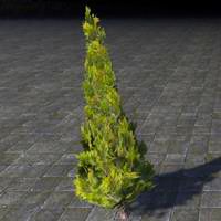 topiary_pruned_cypress