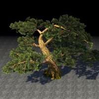 tree_ancient_cedar