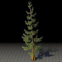 tree_ancient_mountain_pine