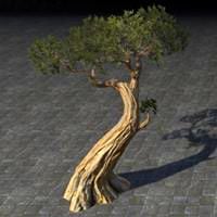 tree_hardened_juniper