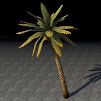 tree_leaning_palm