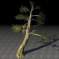 tree_leaning_swamp