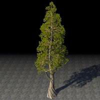 tree_old_juniper