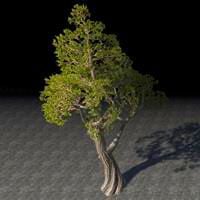 tree_sturdy_juniper