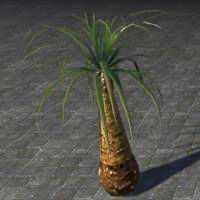 tree_water_palm
