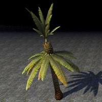 tree_wilted_palm