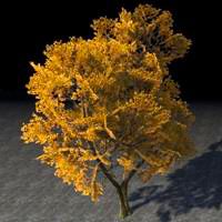 tree_yellowing_oak