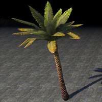 tree_young_palm