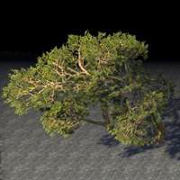trees_paired_leaning_juniper