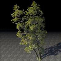 trees_poplar_cluster