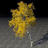 trees_young_autumn_birch