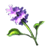 Water Hyacinth.png