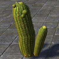 alikr_cactus