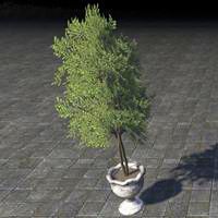 alinor_potted_plant_twin_saplings