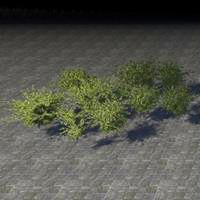 bushes_ivy_cluster