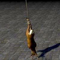 deer_carcass_hanging