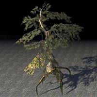fabricant_tree_gnarled_cypress
