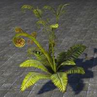fern_plant_green_curly