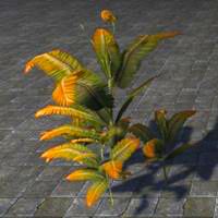 fern_plant_hardy