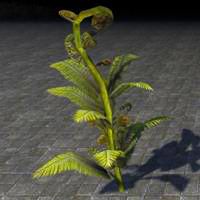 fern_plant_sturdy_mature