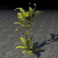 fern_plant_sturdy_towering