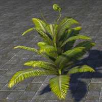 fern_plant_vibrant