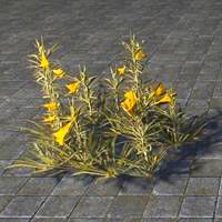 flowers_yellow_oleander_cluster