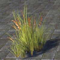 grass_foxtail_cluster