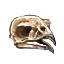 Hawk Skull