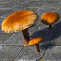 mushroom_brown_gilled