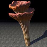 mushroom_funnel_caps