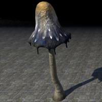 mushroom_lanky_erupted_stinkcap