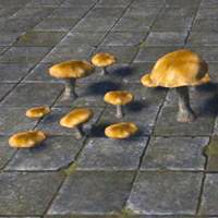 mushroom_spongecap_patch