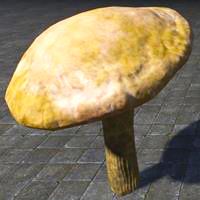 mushroom_young_milkcap