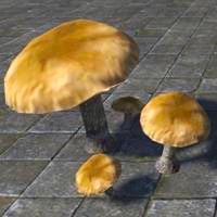 mushrooms_bruising_webcap